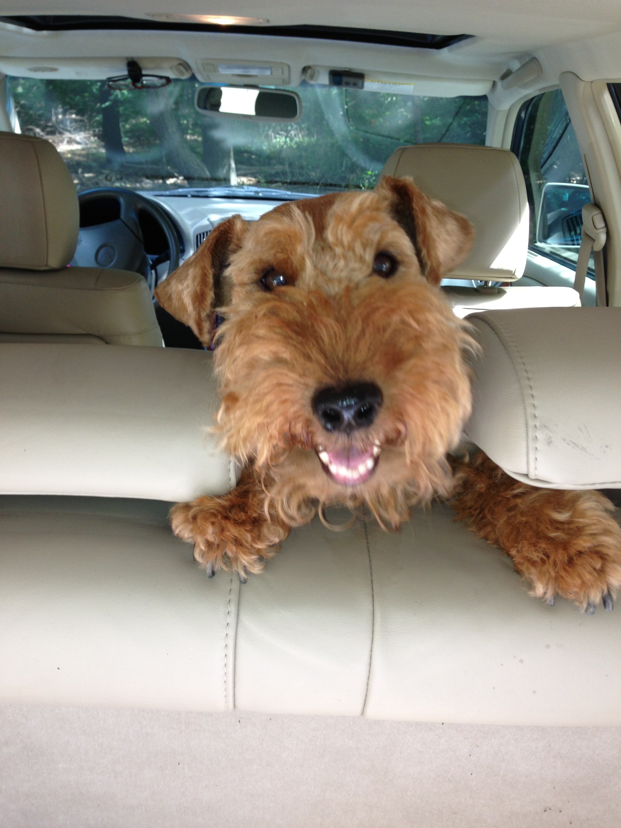 Welsh Terrier peering over the car seat
