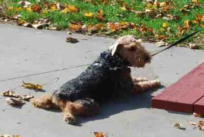 Welsh Terrier on a fall walk
