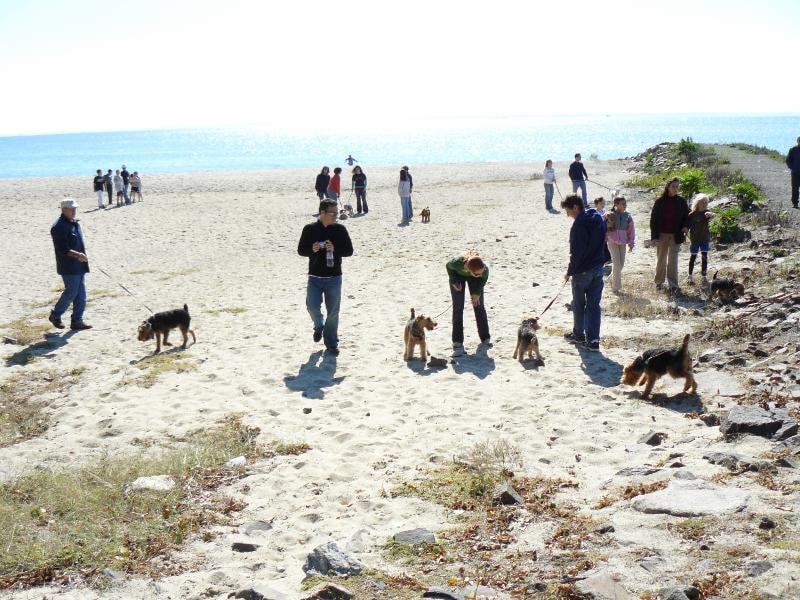 Members and Welsh Terriers on the beach