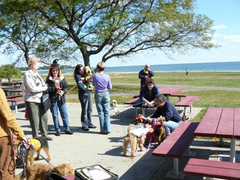 Welsh Terriers in costumes at a lakeside picnic