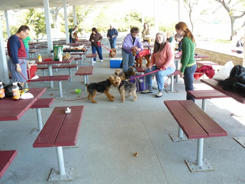 Welsh Terriers and owners at a picnic pavilion