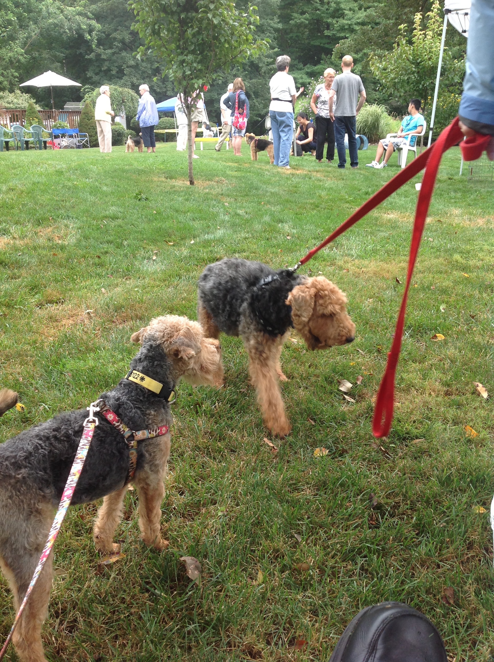 Welsh Terriers and members on the lawn at Fun Day 2013