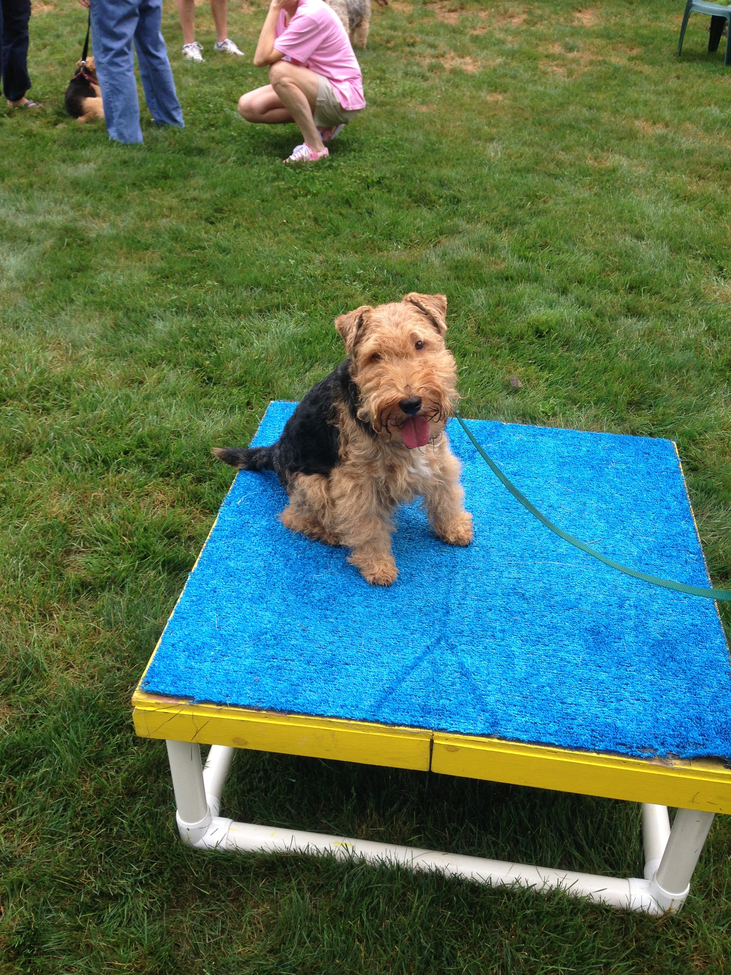 Welsh Terrier on the pause table at Fun Day 2013