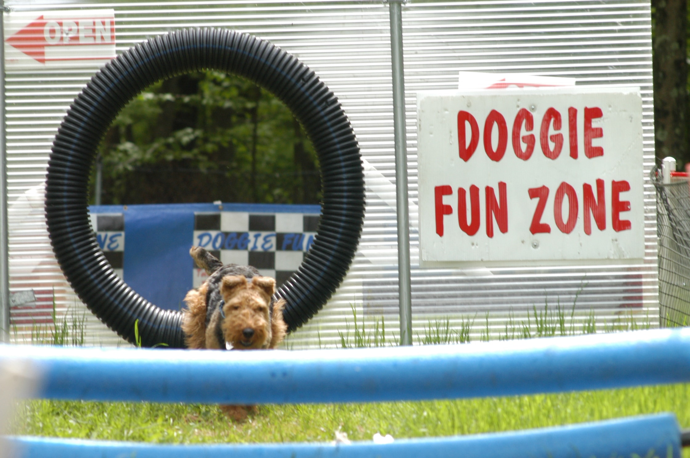 Welsh Terrier jumping through a ring at the Doggie Fun Zone