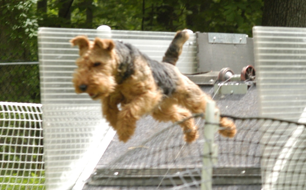 Welsh Terrier leaping at the Fun Zone