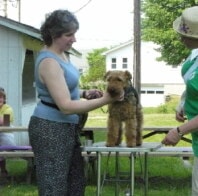 Grooming demonstration with a Welsh Terrier