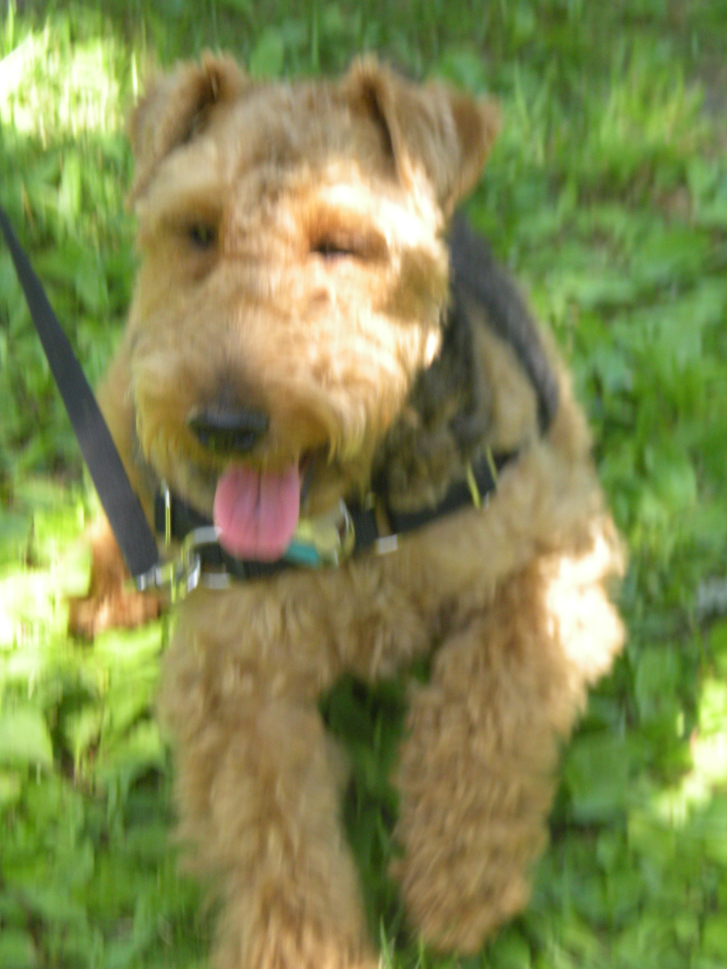 Happy Welsh Terrier portrait outdoors