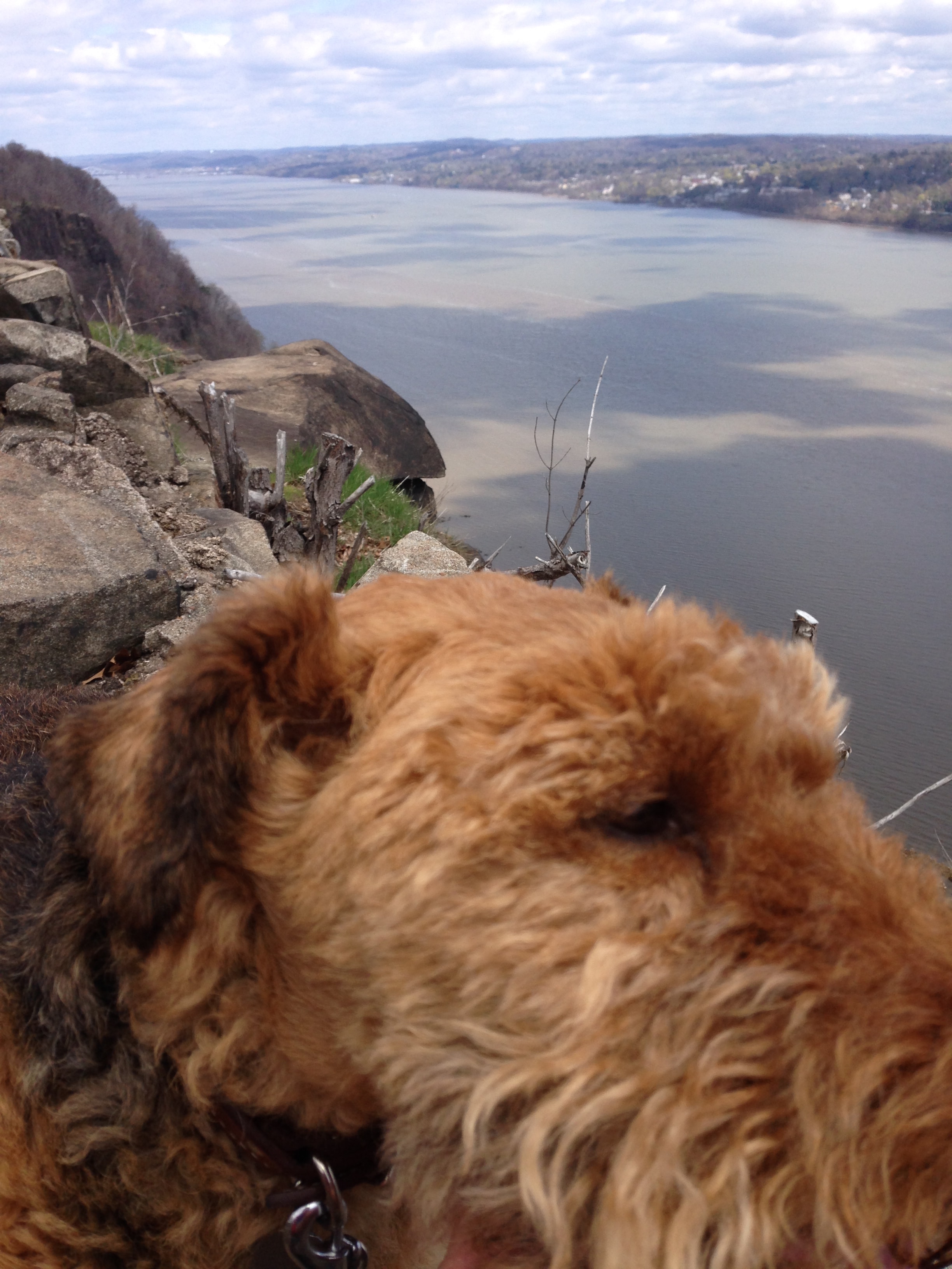Welsh Terrier taking in the view at the overlook