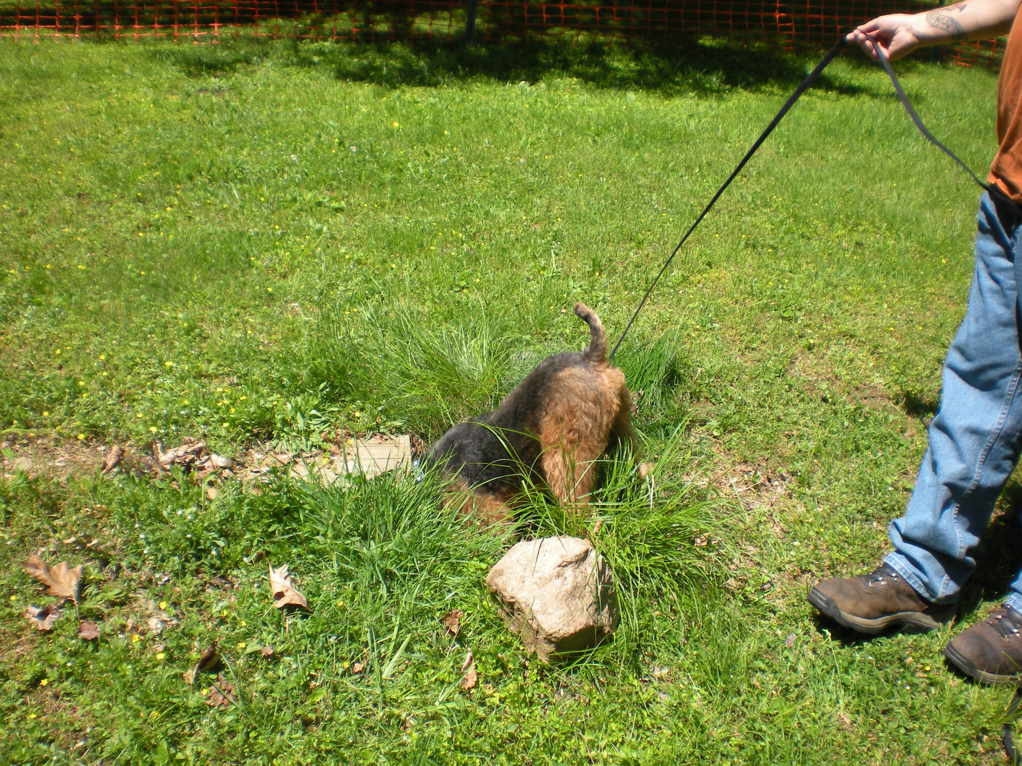 Welsh Terrier investigating the grass on a leash