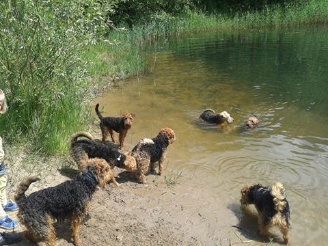 Welsh Terriers splashing at a swimming hole