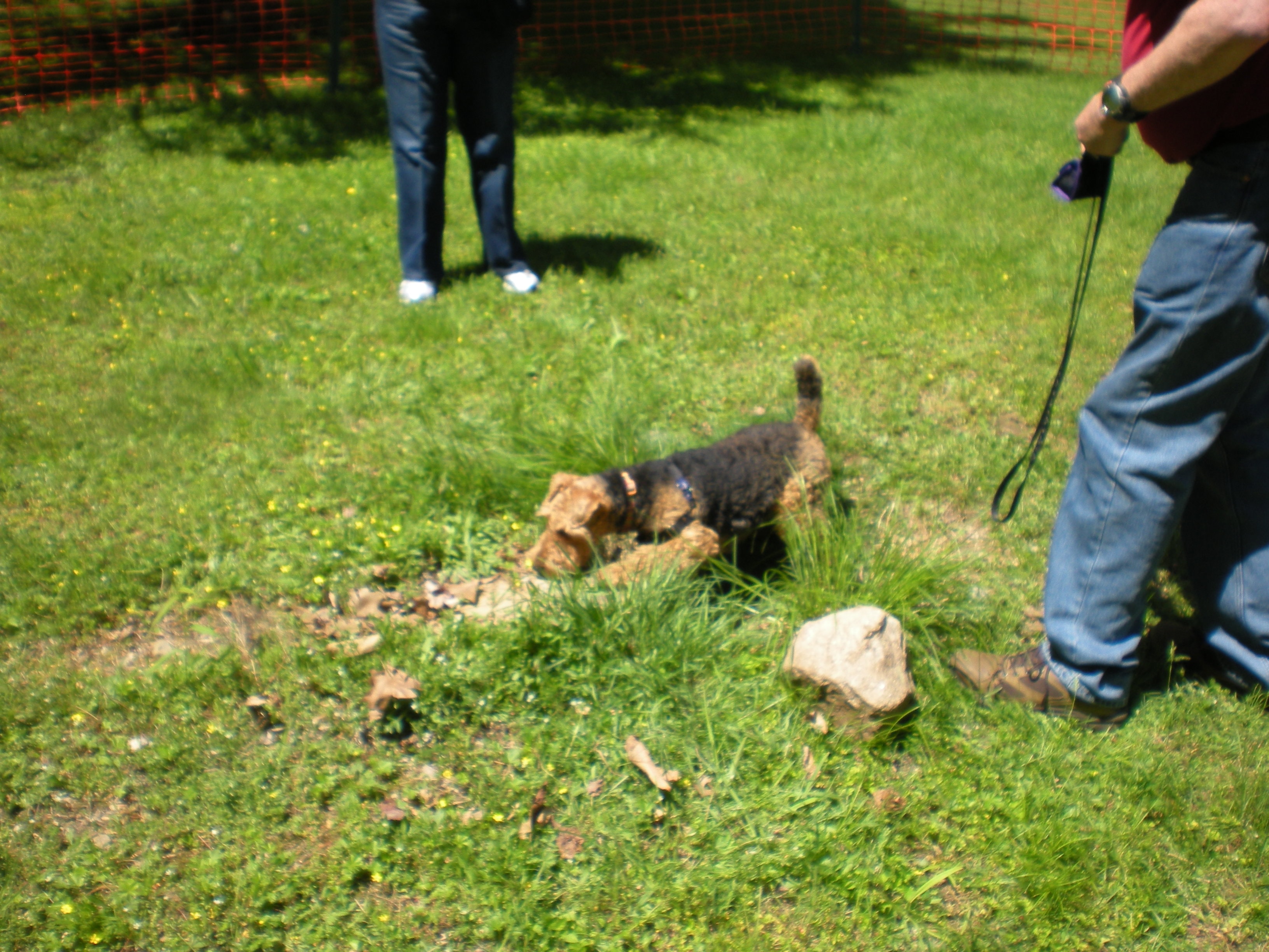 Welsh Terrier playing outdoors on a leash