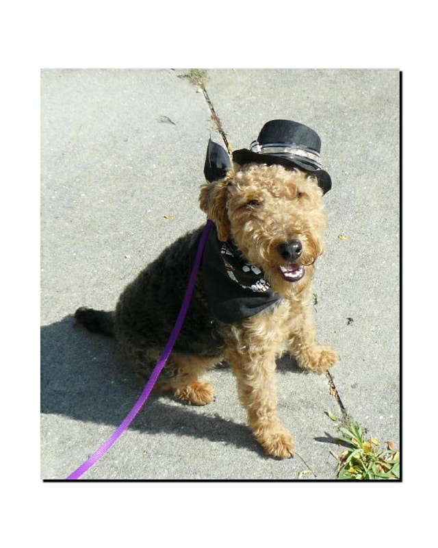 Welsh Terrier at a dog show